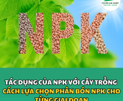 TÁC DỤNG CỦA NPK ĐỐI VỚI CÂY TRỒNG & CÁCH LỰA CHỌN PHÂN BÓN NPK CHO TỪNG GIAI ĐOẠN