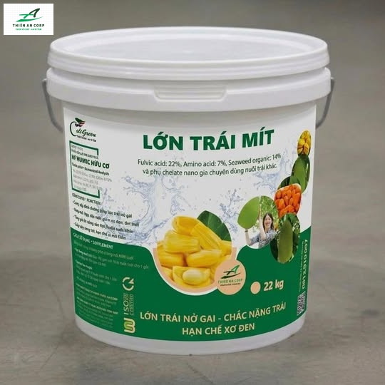 Lớn Mít Trái 